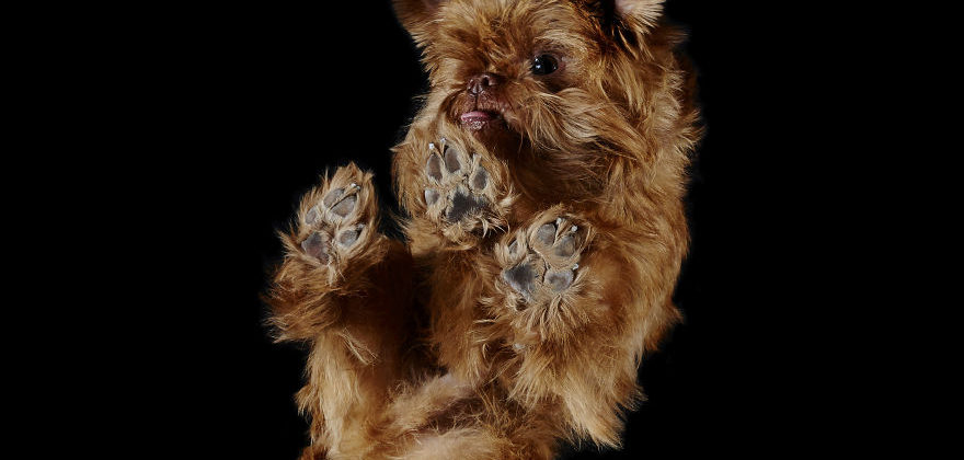 pupper
