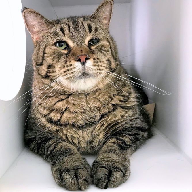 large cat up for adoption