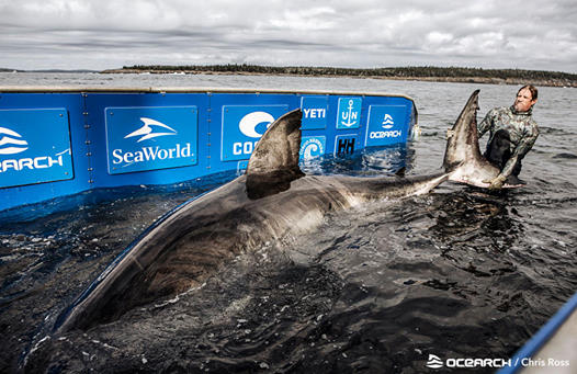 Ocearch.org